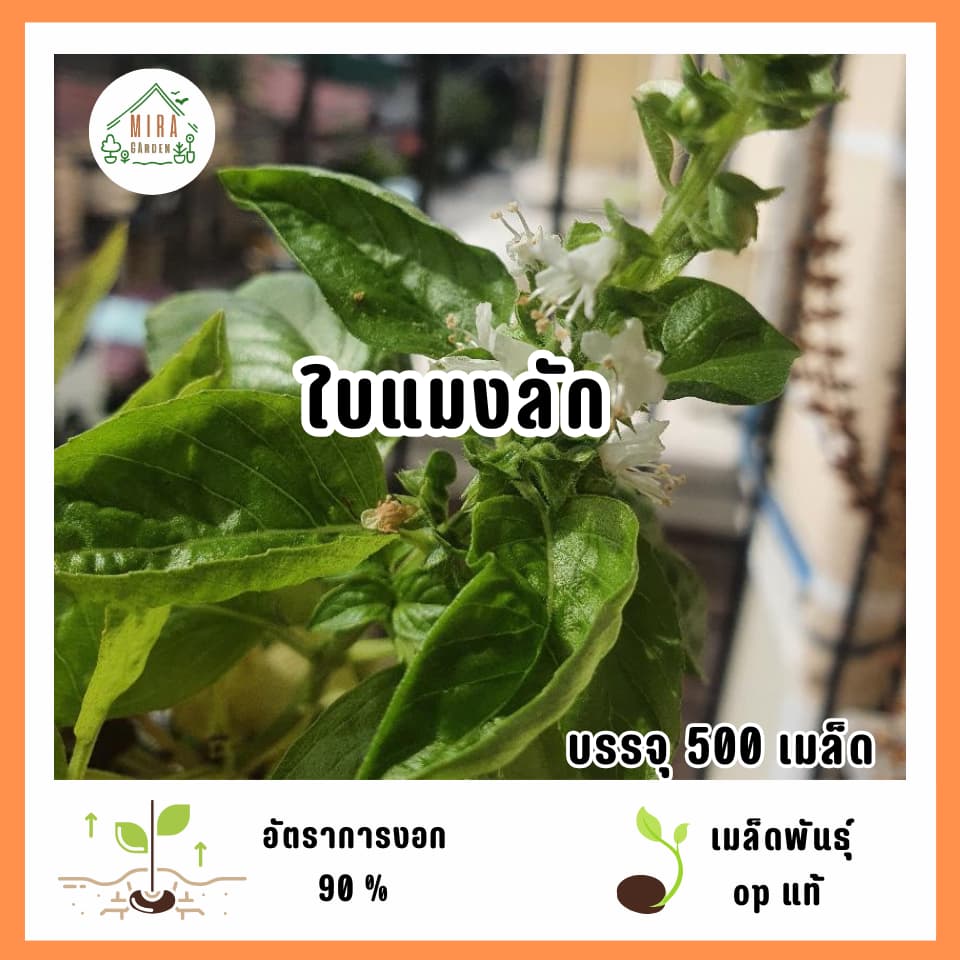เมล็ดพันธุ์ใบแมงลัก 500 เมล็ด รูปที่ 1