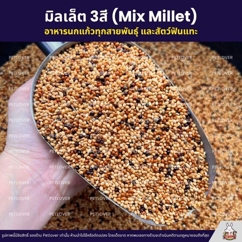มิลเล็ต 3สี Mix Millet เกรดA อาหารนกเขาเล็ก นกแก้ว สัตว์ฟันแทะ สะอาด ร่อนฝุ่น รูปที่ 3