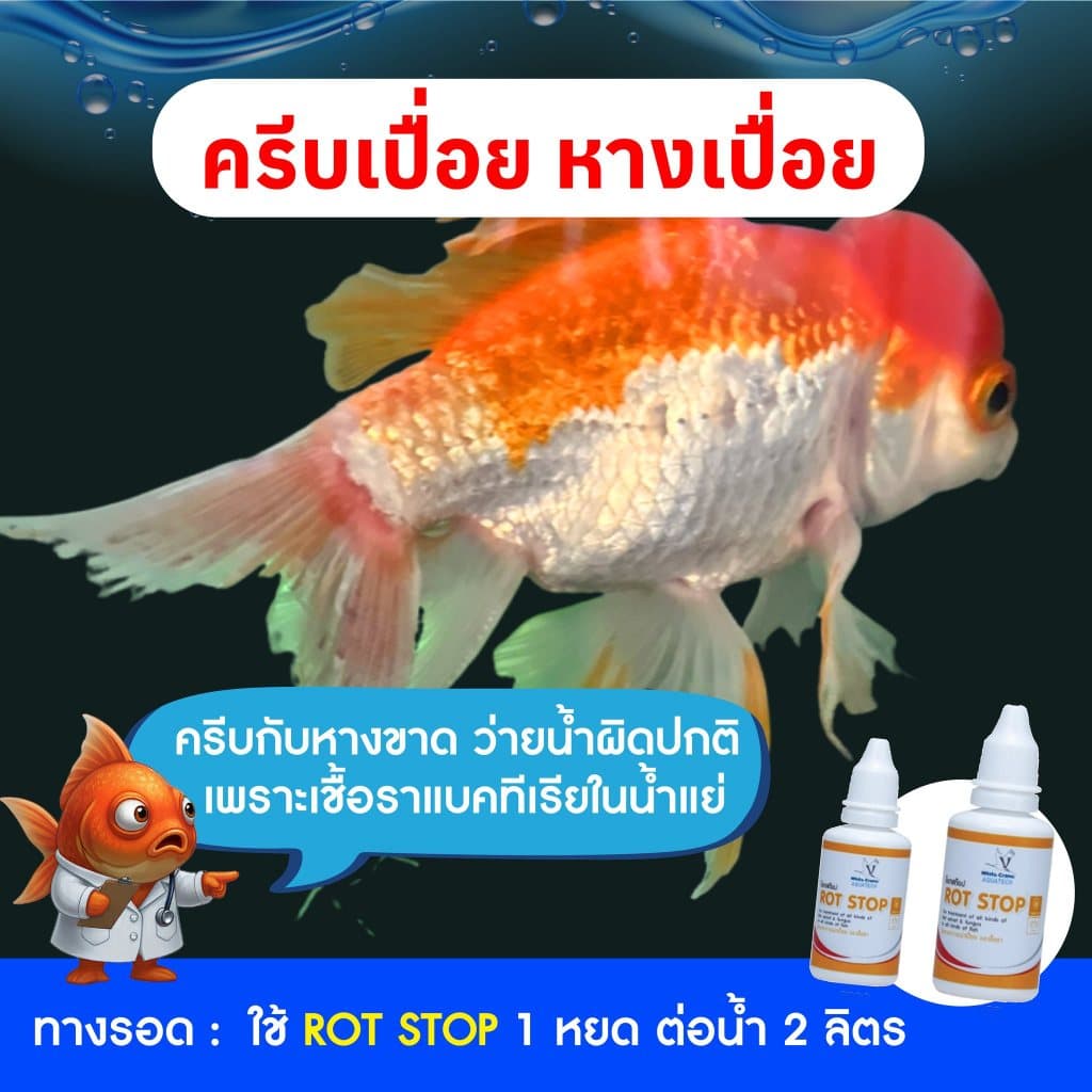 Rot Stop ร๊อตสต๊อป ควบคุมปรสิตภายนอก และป้องกันอาการที่เกิดจากเชื้อรา เน่าเปื่อย เหงือกเน่า ในปลา รูปที่ 4