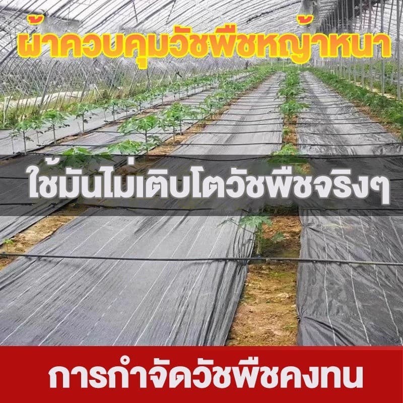 พลาสติกคลุมดิน ผ้าคลุมหญ้า พลาสติกคลุมวัชพืช กำจัดวัชพืช ผ้าคลุมวัชพืช พลาสติกเกรดส่งออก ผสมUV ฆ่าหญ้า 3×100 รูปที่ 8
