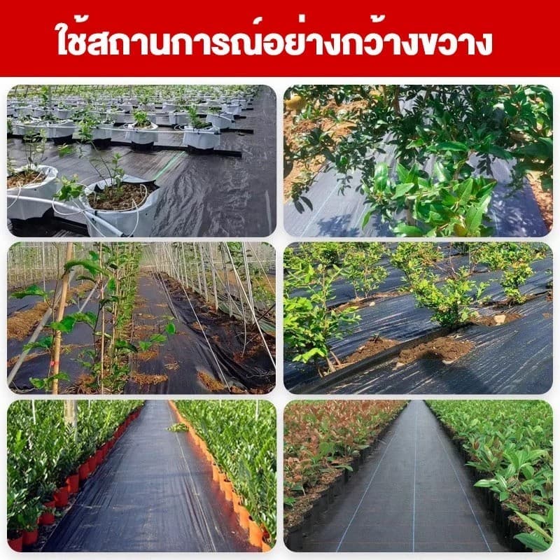 พลาสติกคลุมดิน ผ้าคลุมหญ้า พลาสติกคลุมวัชพืช กำจัดวัชพืช ผ้าคลุมวัชพืช พลาสติกเกรดส่งออก ผสมUV ฆ่าหญ้า 3×100 รูปที่ 9