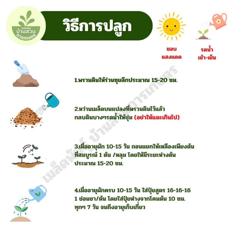 เมล็ดพันธุ์กุยช่าย จำนวน 200 เมล็ด รูปที่ 4