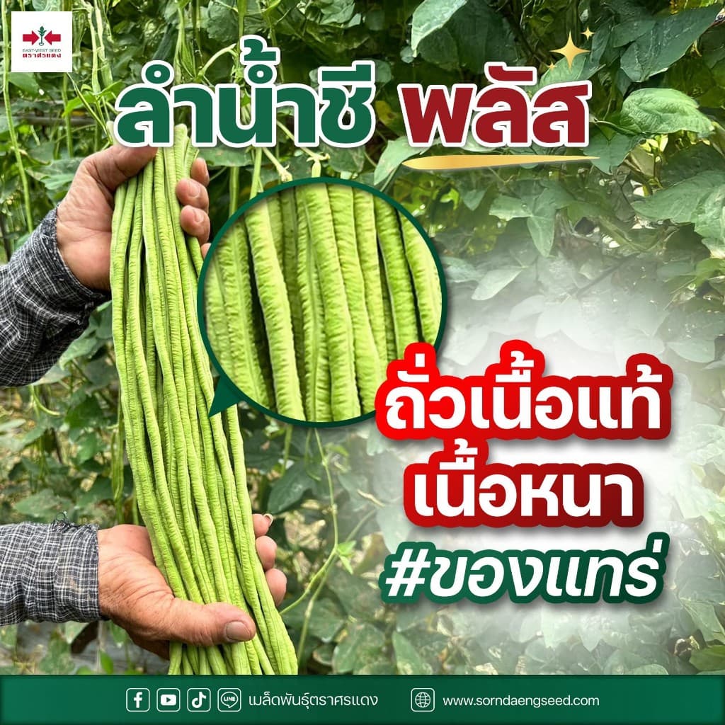 ถั่วฝักยาว ลำน้ำชีพลัส เมล็ดถั่วฝักยาว บรรจุ 100กรัม 500กรัม ตราศรแดง รูปที่ 2