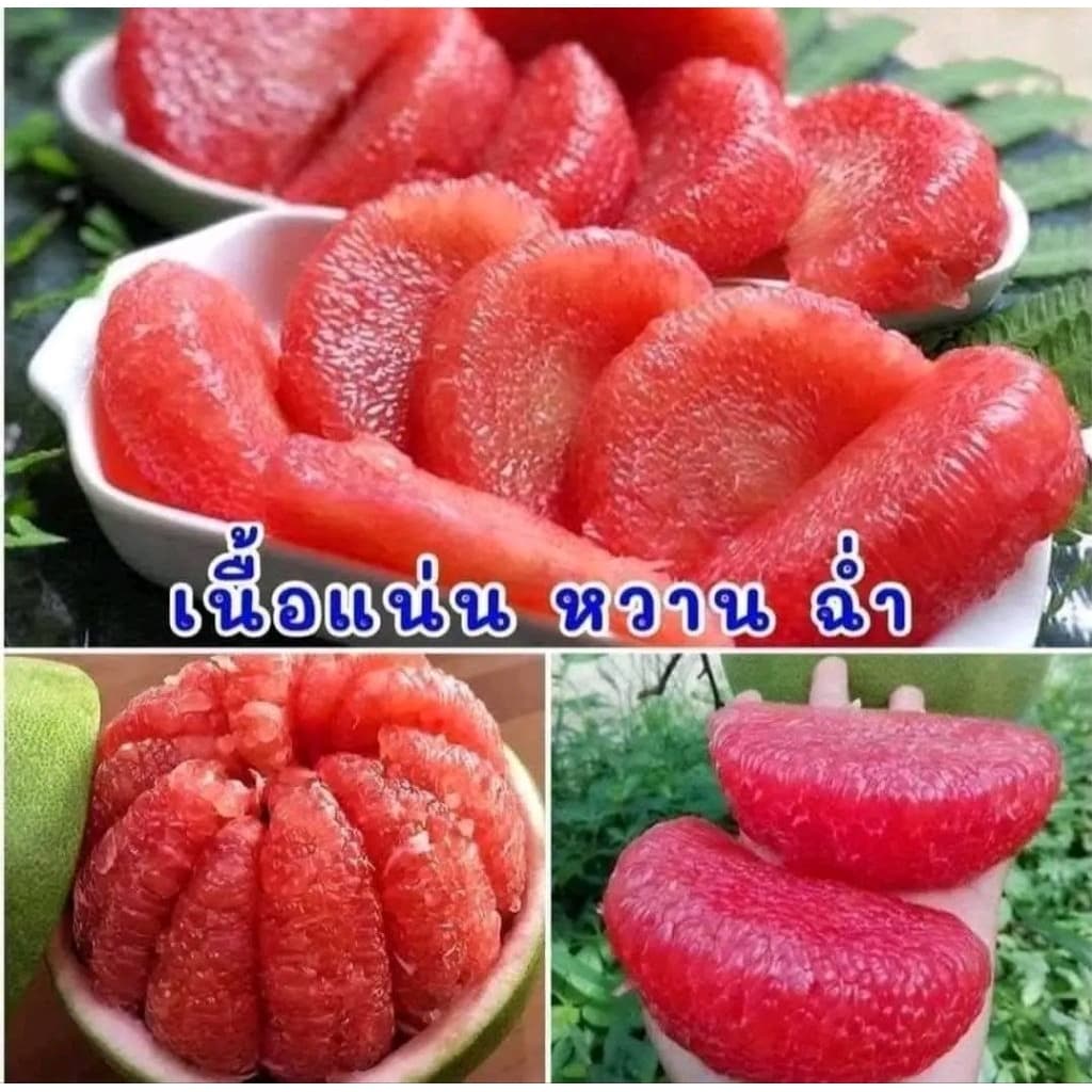 ต้นส้มโอทับทิมสยาม ต้นพันธุ์สูง40.60cm รูปที่ 3