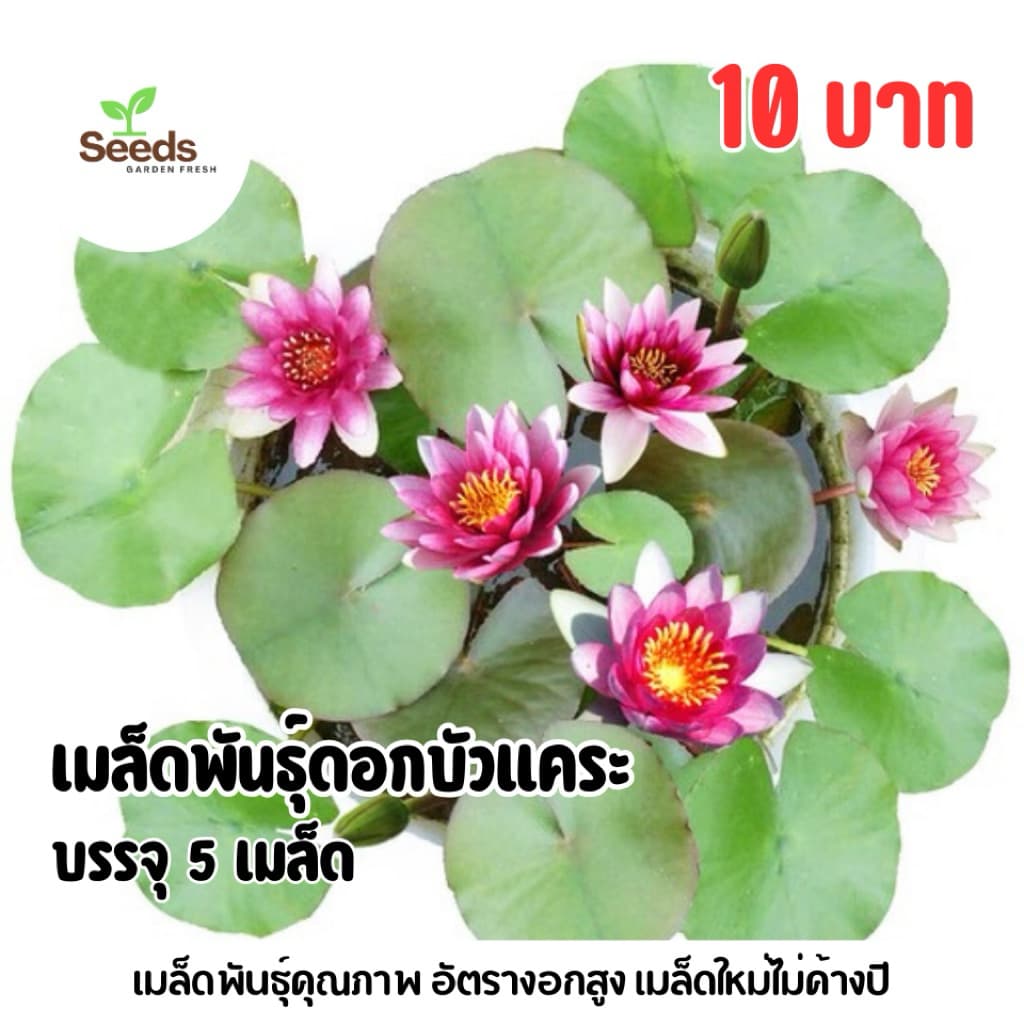 เมล็ดพันธุ์ดอกบัวแคระ บรรจุ 5 เมล็ด รูปที่ 1