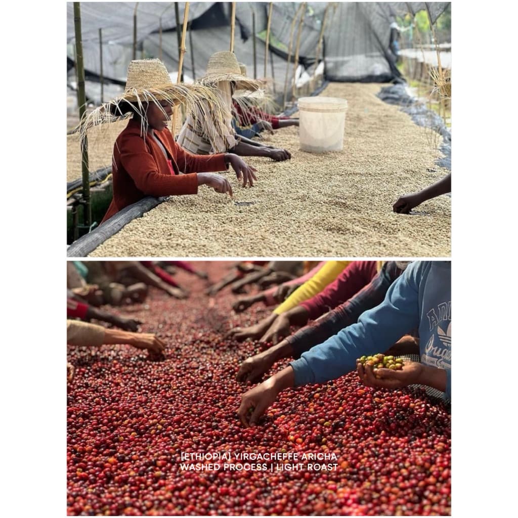 ANNIE - Ethiopia Yirgacheffe Aricha Adorsi Washed คั่วอ่อน รูปที่ 5