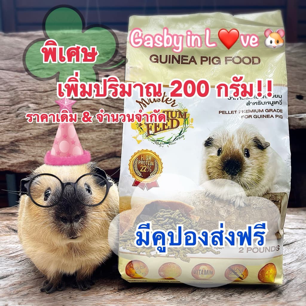 **แถมฟรี 200 กรัม** Master Premium Feed อาหารเม็ดสำหรับหนูแกสบี้ระดับพรีเมียม รูปที่ 1