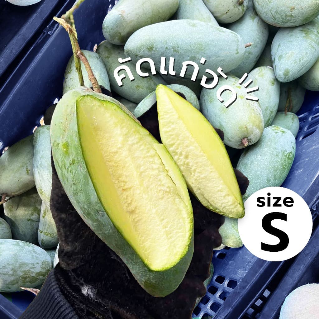 Oishi-freshมะม่วงเขียวเสวย แก่จัด คัดพิเศษ ปลอดสารพิษ รสชาติกรอบ สด ใหม่ ใยอาหารสูง หวานออร์แกนิค เคลมได้ 1-2 วัน รูปที่ 1