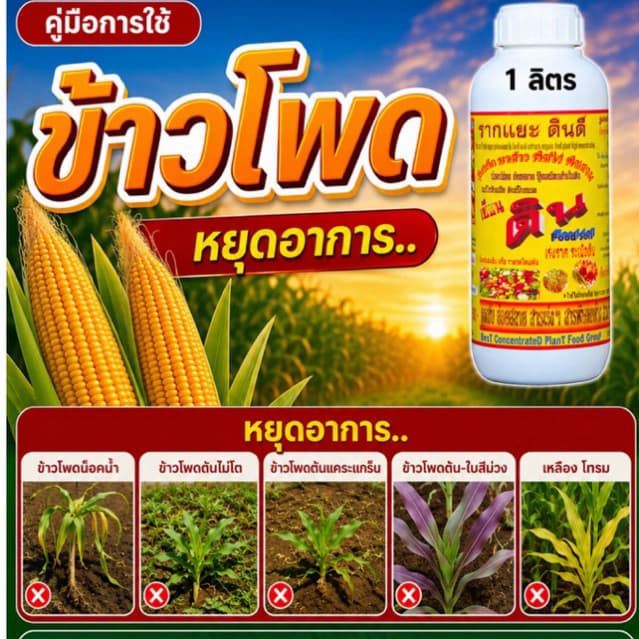 เซียนข้าวโพด 1แถม1 ช่วยช่วยให้ฝักใหญ่ เมล็ดเต็ม แกนเล็ก น้ำหนักดี ฮอร์โมนฉีดพ่นทางใบ รูปที่ 6