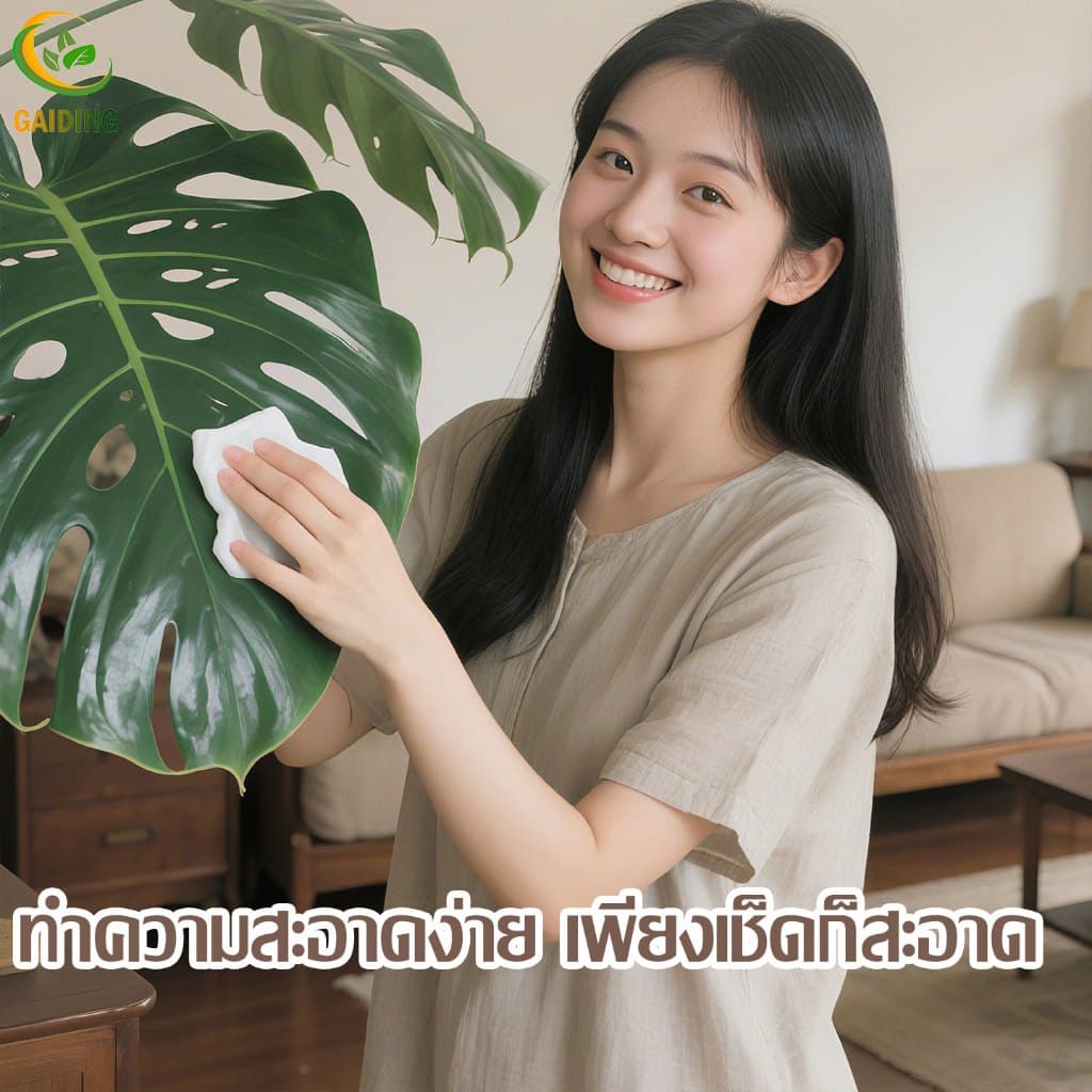 ถ่ายจริง120/160/180cm มอนเสตอร่า ต้นไม้ปลอม พร้อมกระถาง ใช้สำหรับในสวน/ห้องนั่งเล่น ร้านกาแฟ รูปที่ 2
