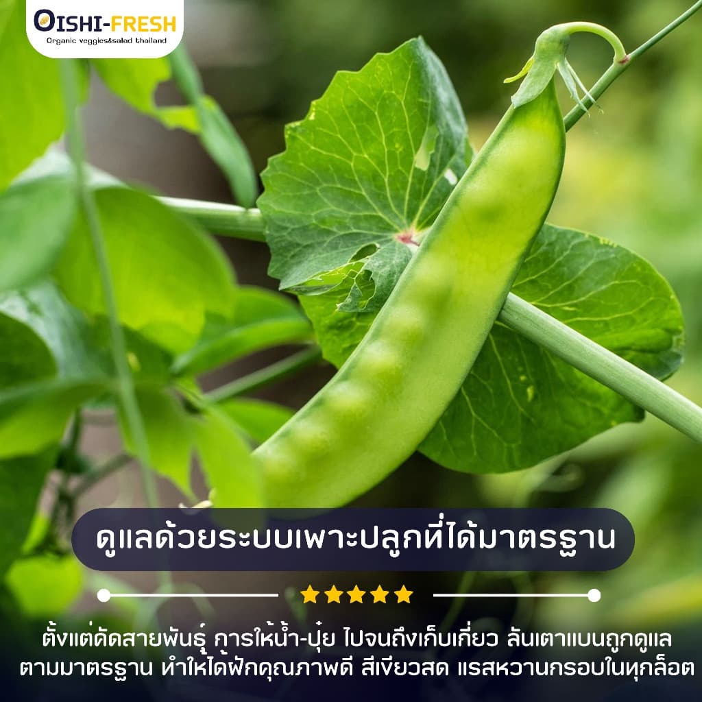Oishi-Fresh ถั่วลันเตาแบน 1 กก.ปลอดสารพิษ รสชาติกรอบ สด ใหม่ ใยอาหารสูง หวานออร์แกนิค จัดส่ง 24 ชม. รูปที่ 3