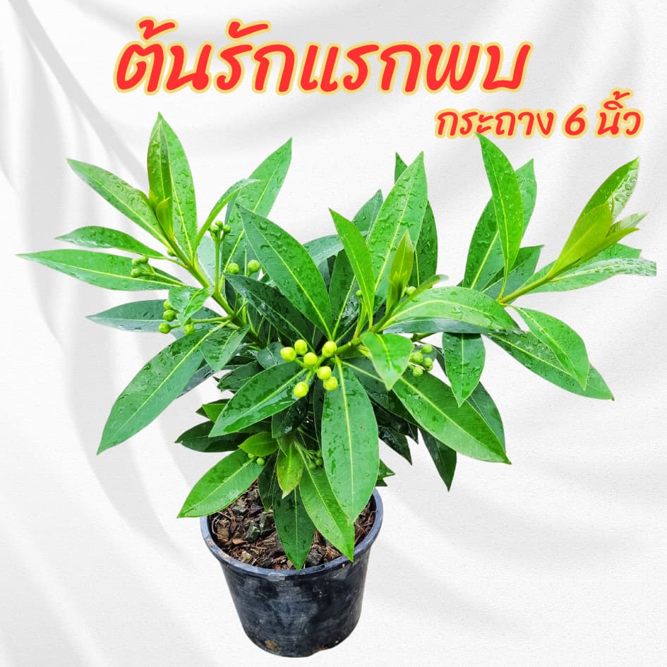 ต้นรักแรกพบ สีเหลือง กระถาง 6 นิ้ว รูปที่ 3