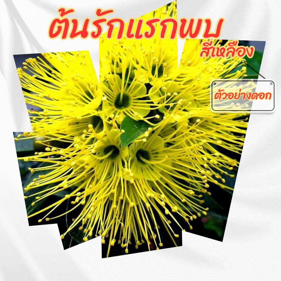 ต้นรักแรกพบ สีเหลือง กระถาง 6 นิ้ว รูปที่ 4