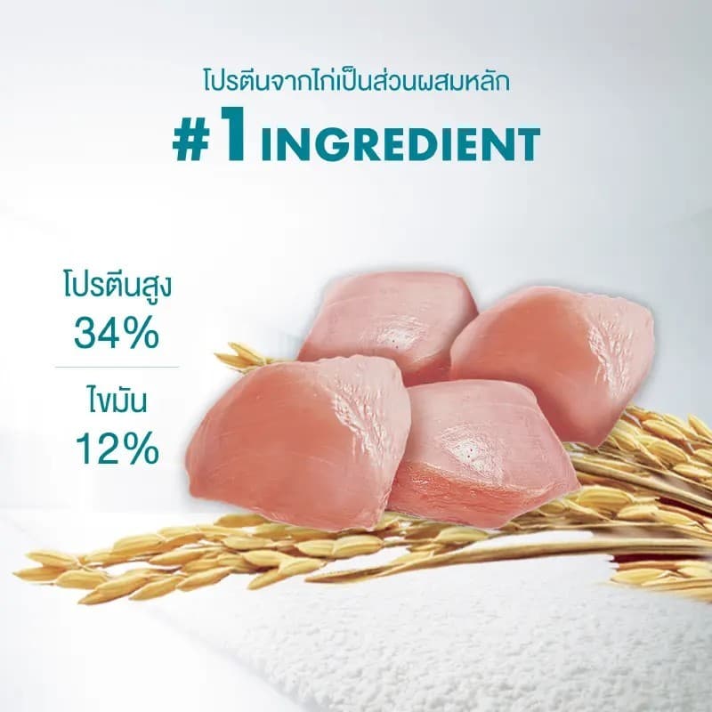 โปรแรง จำกัด 100 ถุง ! PURINA ONE อาหารเม็ดแมวสูตร HEALTHY ADULT CHICKEN ซุปเปอร์พรีเมี่ยม แมวโต รสไก่ ขนาด 6.6 kg. รูปที่ 6