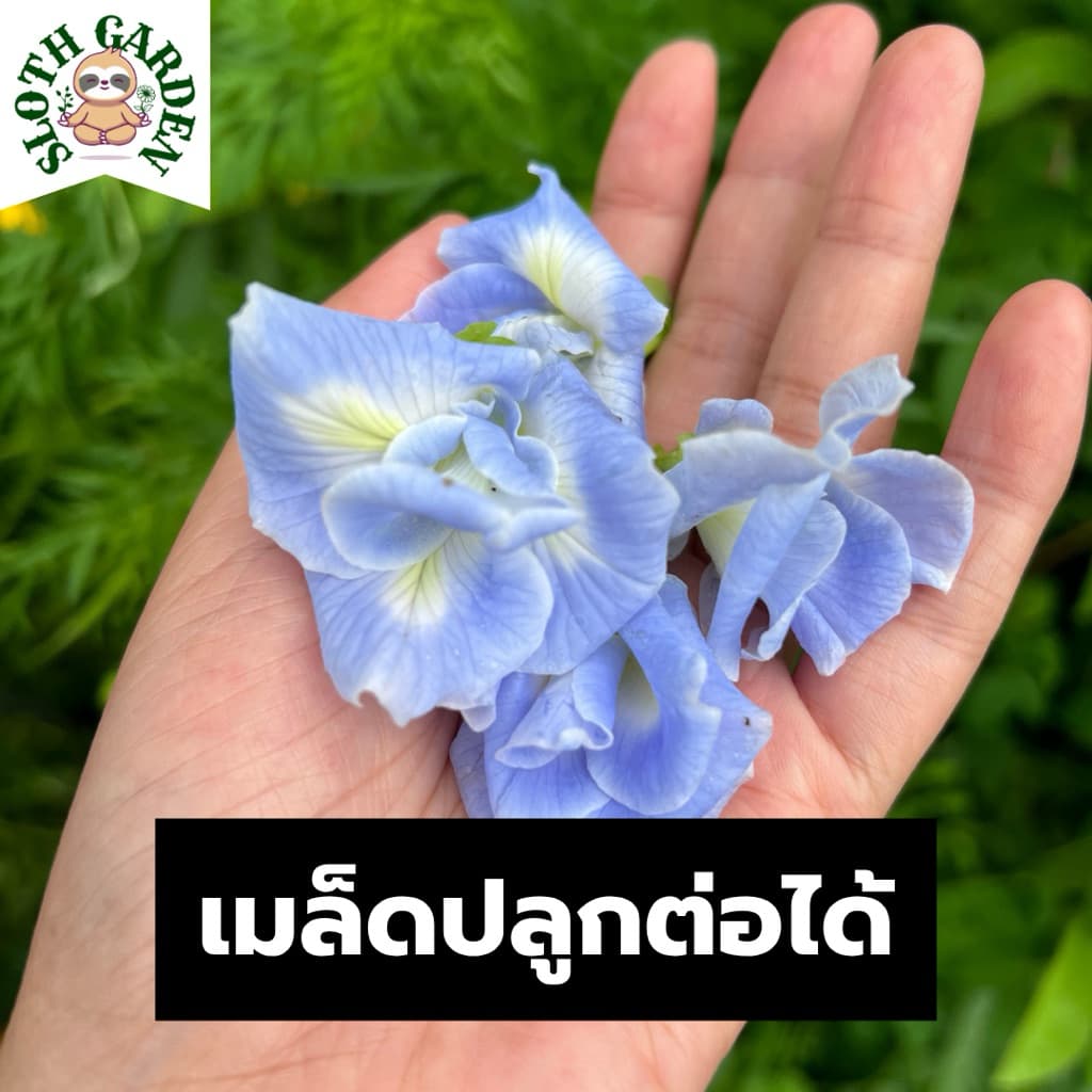 เมล็ดพันธุ์อัญชันฟ้าซ้อน ดอกไม้กินได้ ดอกใหญ่ เมล็ดปลูกต่อได้ ออร์แกนิค จากสวนป่าปลอดเคมี บรรจุ 20 เมล็ด รูปที่ 4
