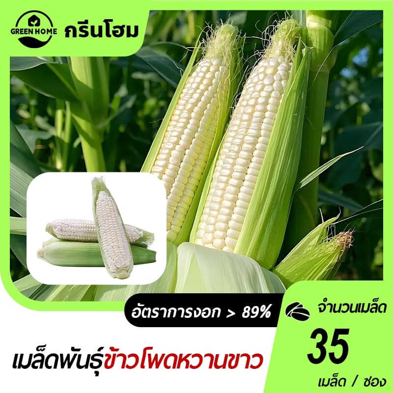 เมล็ดพันธุ์ ข้าวโพดหวาน ฮอกไกโด ข้าวโพดนมสด ทานดิบได้ ทานสดได้ จำนวน 35 เมล็ด ปลูกได้ทุกที่ รูปที่ 1