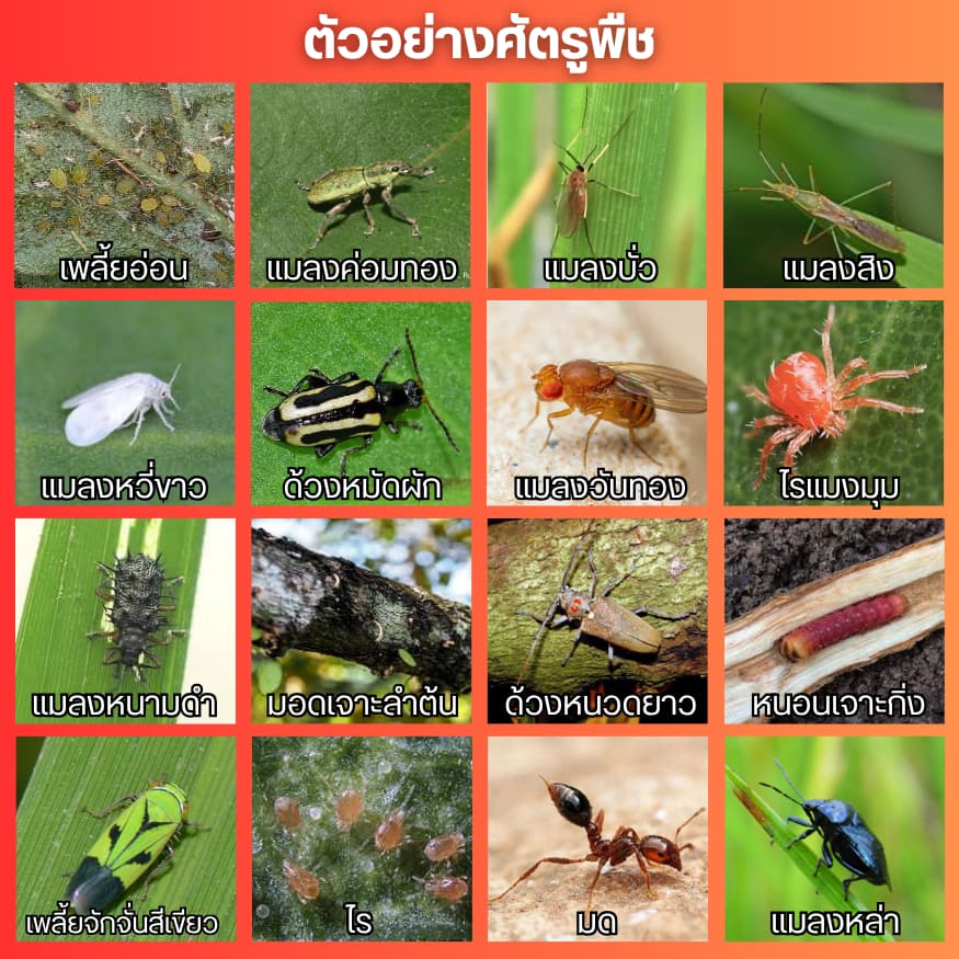 คลอร์ฟีนาเพอร์10เอสซี หนอนกระทู้ข้าวโพด หนอนกอ หนอนเจาะผล หนอนเจาะดอก หนอนเจาะขั้ว รูปที่ 4