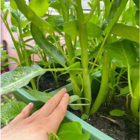 ผักบุ้งแก้วแตกกอ ถูกที่สุด10บ. รูปที่ 3