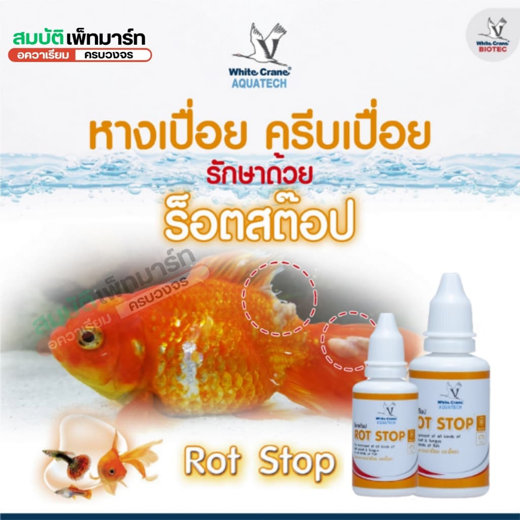 Rot Stop ร๊อตสต๊อป ควบคุมปรสิตภายนอก และป้องกันอาการที่เกิดจากเชื้อรา เน่าเปื่อย เหงือกเน่า ในปลา รูปที่ 3