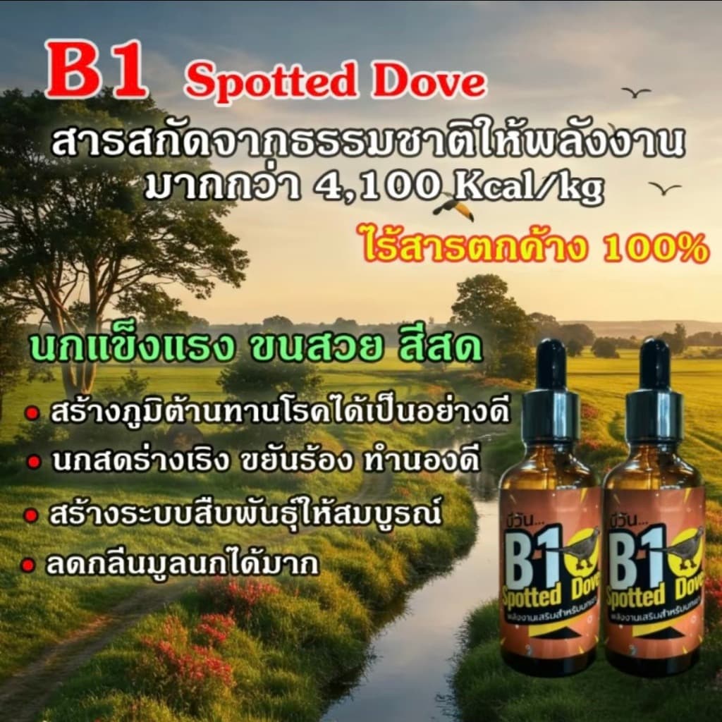 B1 Spotted Dove วิตามินนกเขา รูปที่ 3
