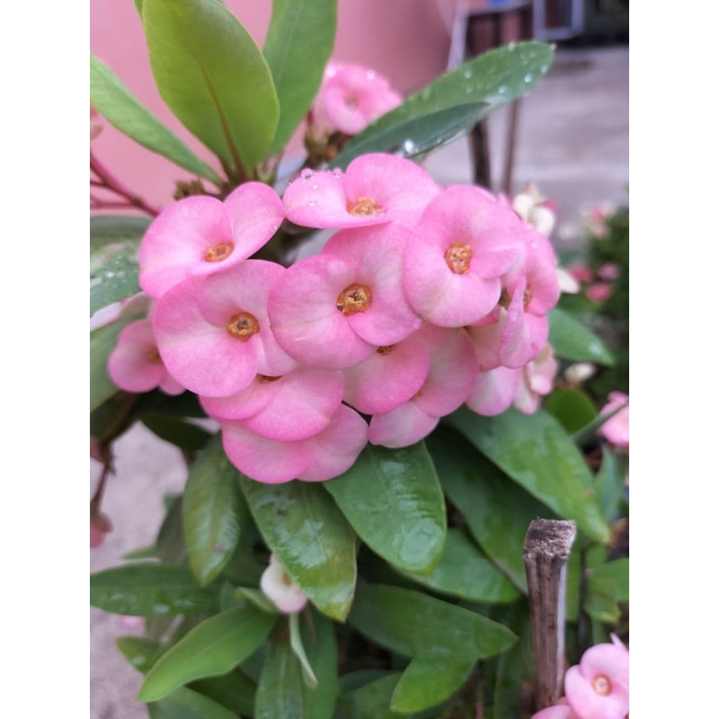 กิ่งโป๊ยเซียนแคระตัดสดมีหลายสี รูปที่ 8