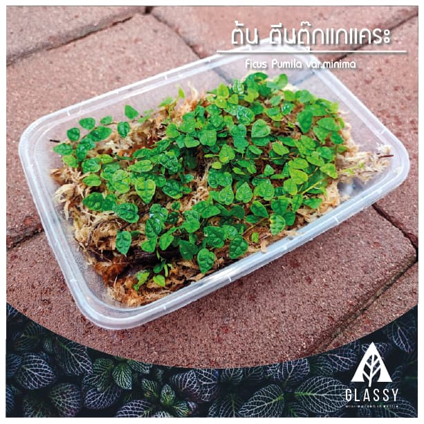 กิ่งตัดสด ต้นตีนตุ๊กแกแคระ Ficus Pumila var.minima ต้นไม้ตกแต่งTerrarium สวนตู้ชื้น รูปที่ 1
