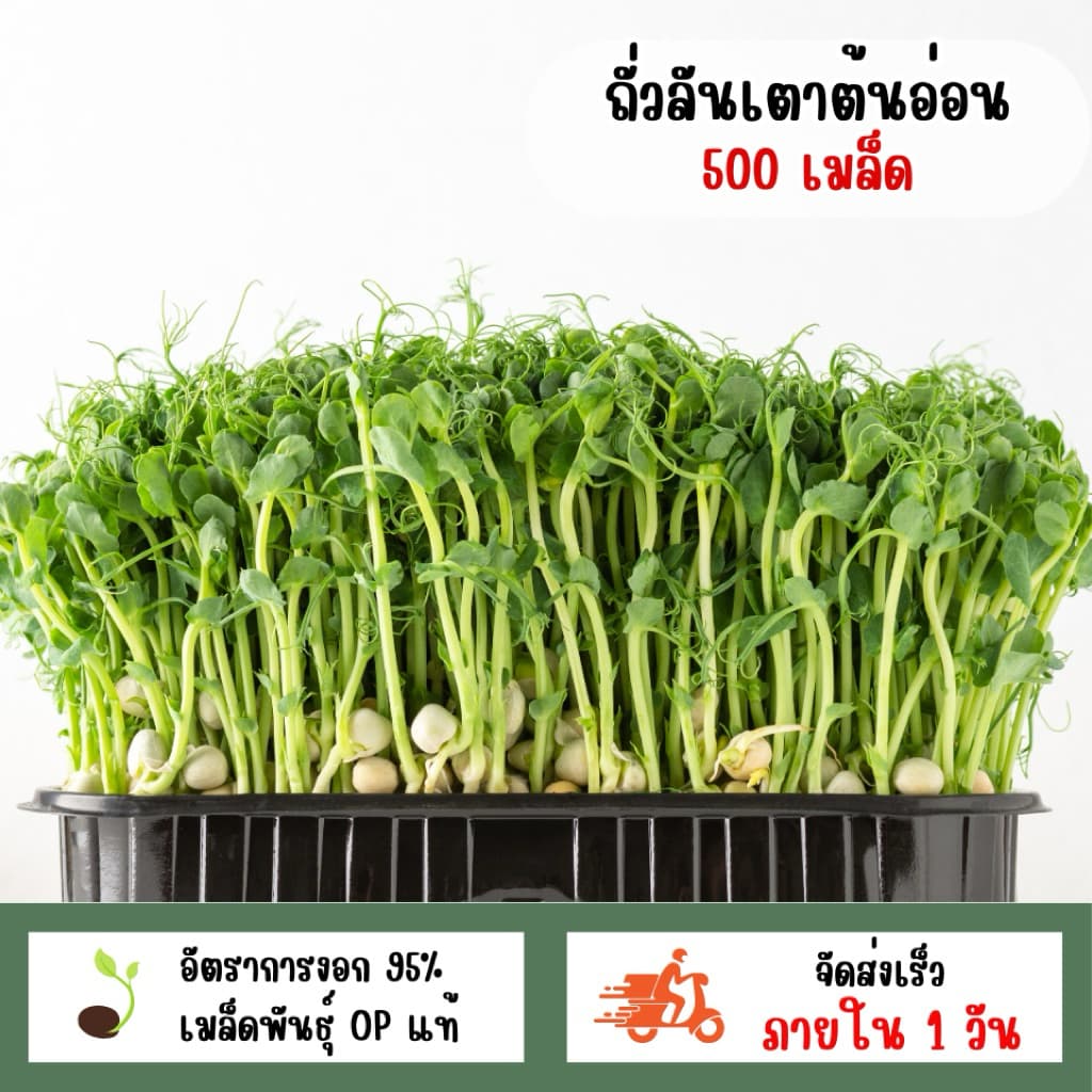 เมล็ดพันธุ์ถั่วลันเตาต้นอ่อน 500 เมล็ด รูปที่ 1