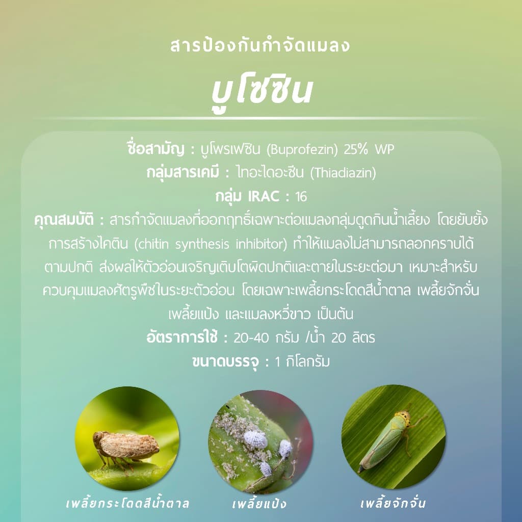 บูโซซิน 1 กิโลกรัม รูปที่ 2