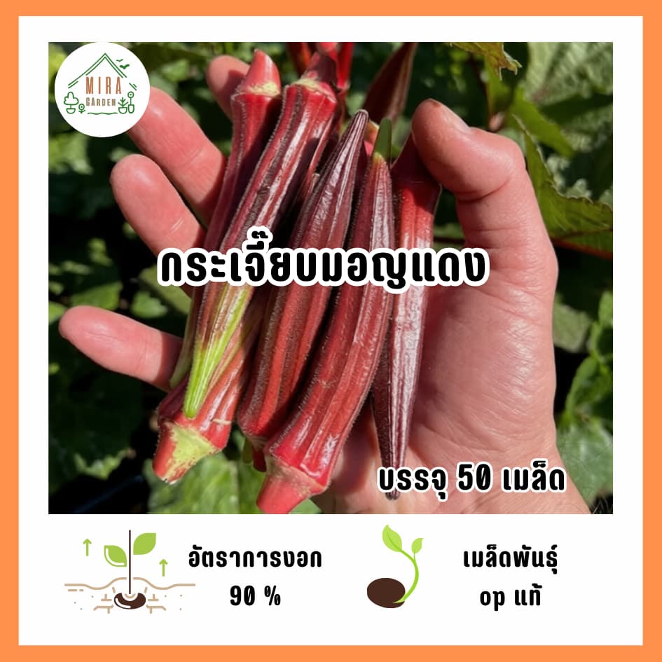 เมล็ดพันธุ์กระเจ๊๊บยมอญแดง 50 เมล็ด รูปที่ 1
