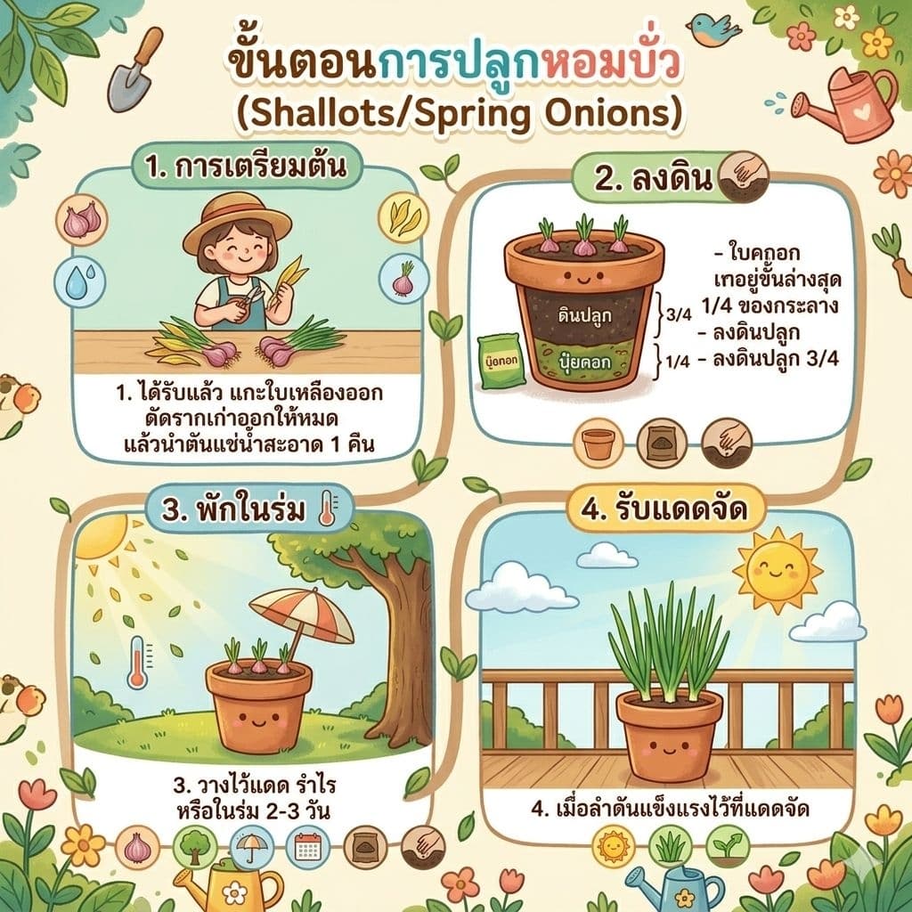 ต้นหอมบั่วเลย ปลูกง่าย โตเร็ว ปลอดสารเคมี รูปที่ 3