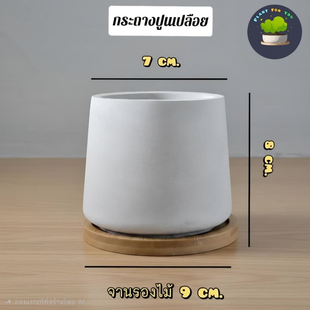 ต้นไม้มงคล/ต้นไม้ฟอกอากาศ พร้อมกระถางปูน3"นิ้ว ครบชุดพรอมปลูก วางโต๊ะทำงาน ประดับบ้าน/คอนโด/ร้าน/café/ออฟฟิศ/สำนักงาน รูปที่ 2
