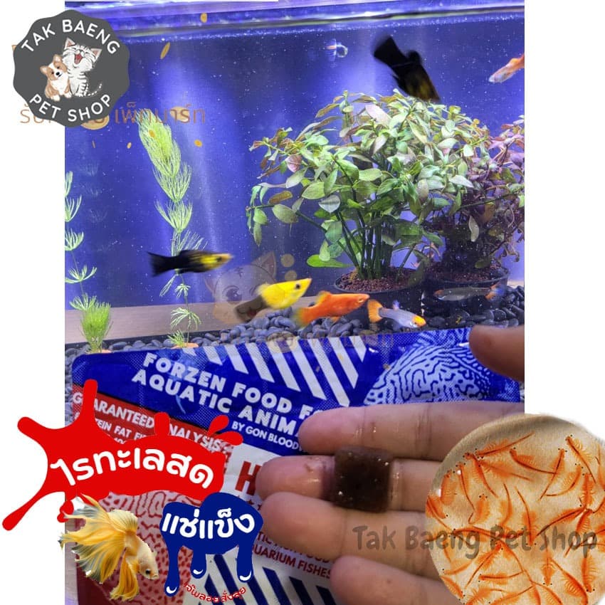 ส่งรวดเร็ว ไรทะเลแช่แข็ง ยี่ห้อ โฮชิ ตัวเลือก 1-3 แพ็ค ฟรี ถุงเก็บความเย็น อาหารปลาสัตว์น้ำ จำหน่ายผ่าน shopee รูปที่ 4