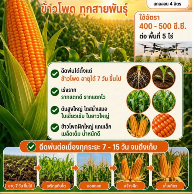 เซียนข้าวโพด 1แถม1 ช่วยช่วยให้ฝักใหญ่ เมล็ดเต็ม แกนเล็ก น้ำหนักดี ฮอร์โมนฉีดพ่นทางใบ รูปที่ 4