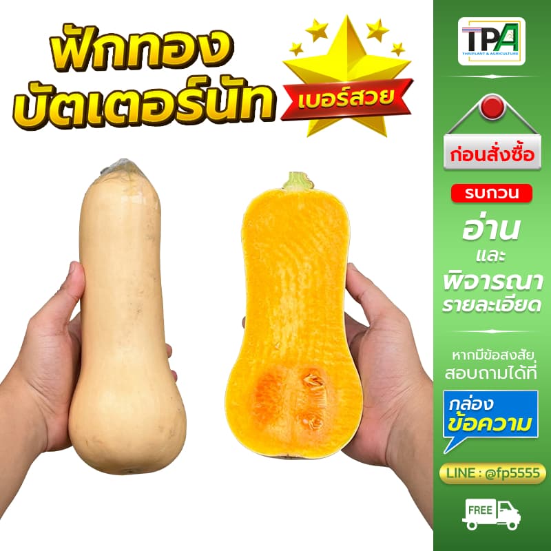 ฟักทองบัตเตอร์นัท 1, 2, 3, 4, 5 กก. - Butternut Squash . รูปที่ 6