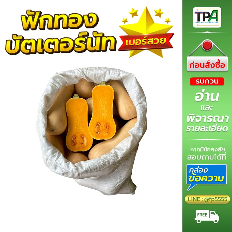 ฟักทองบัตเตอร์นัท 1, 2, 3, 4, 5 กก. - Butternut Squash . รูปที่ 8