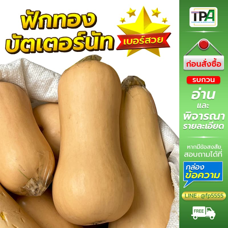 ฟักทองบัตเตอร์นัท 1, 2, 3, 4, 5 กก. - Butternut Squash . รูปที่ 2