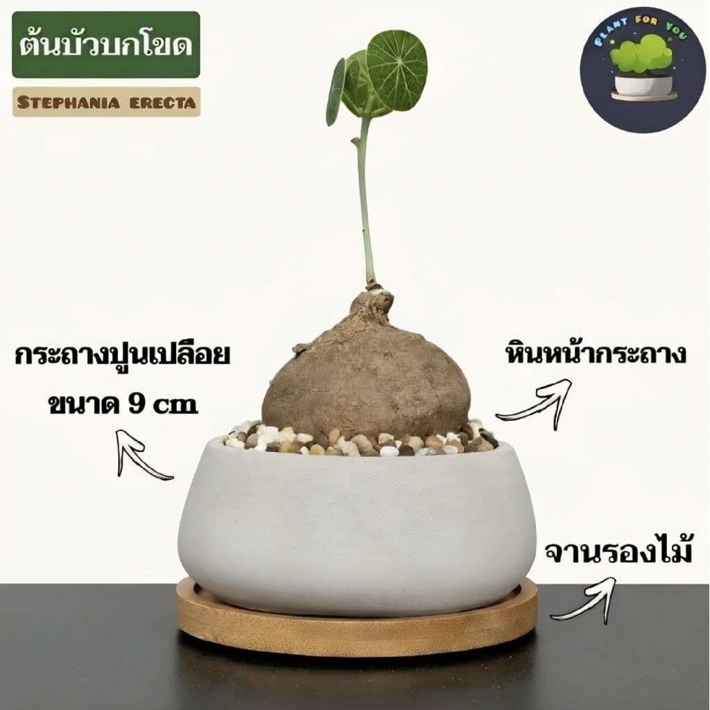 ต้นบัวบกโขด พร้อมกระถาง+จานรองไม้+หินภูเขาไฟแต่งหน้ากระถาง รูปที่ 2