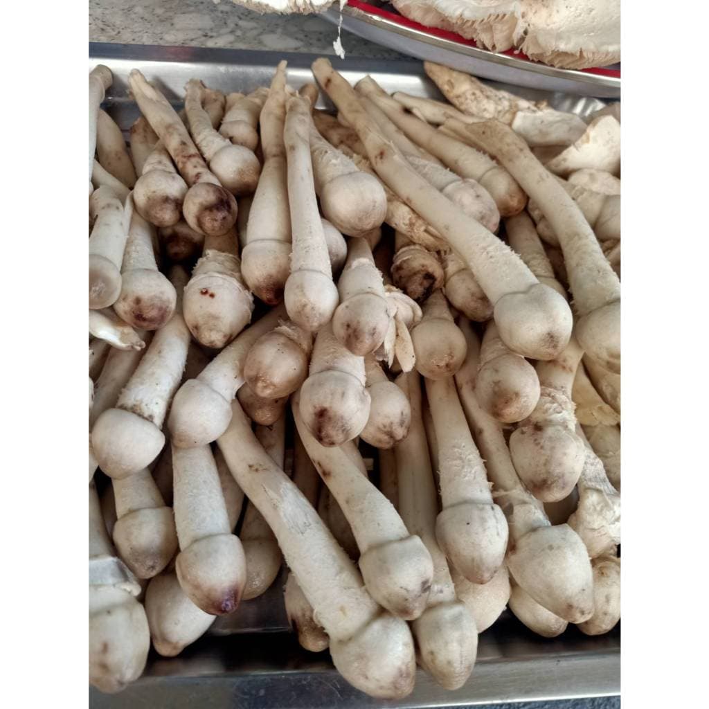 เชื้อเห็ดโคนปลวกดอกใหญ่ 1 ขวด ขนาด 500 ML. รูปที่ 8