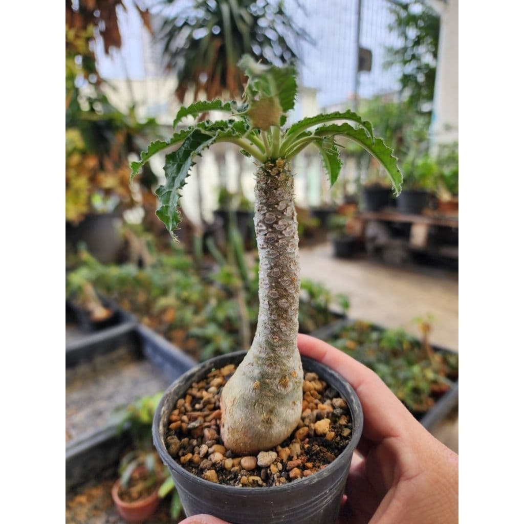 กระบองเพชร แคคตัส Dorstenia Foetida มะพร้าวทะเลทราย รูปที่ 1