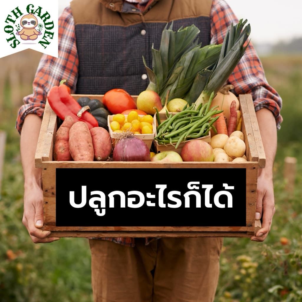 ดินร่วนปนทราย ผสมปุ๋ยหมัก ปลูกต้นอะไรก็ได้ รากเดินง่าย ระบายน้ำดี อินทรีย์วัตถุสูง ดินแคคตัส ดินเพาะเมล็ด รูปที่ 4