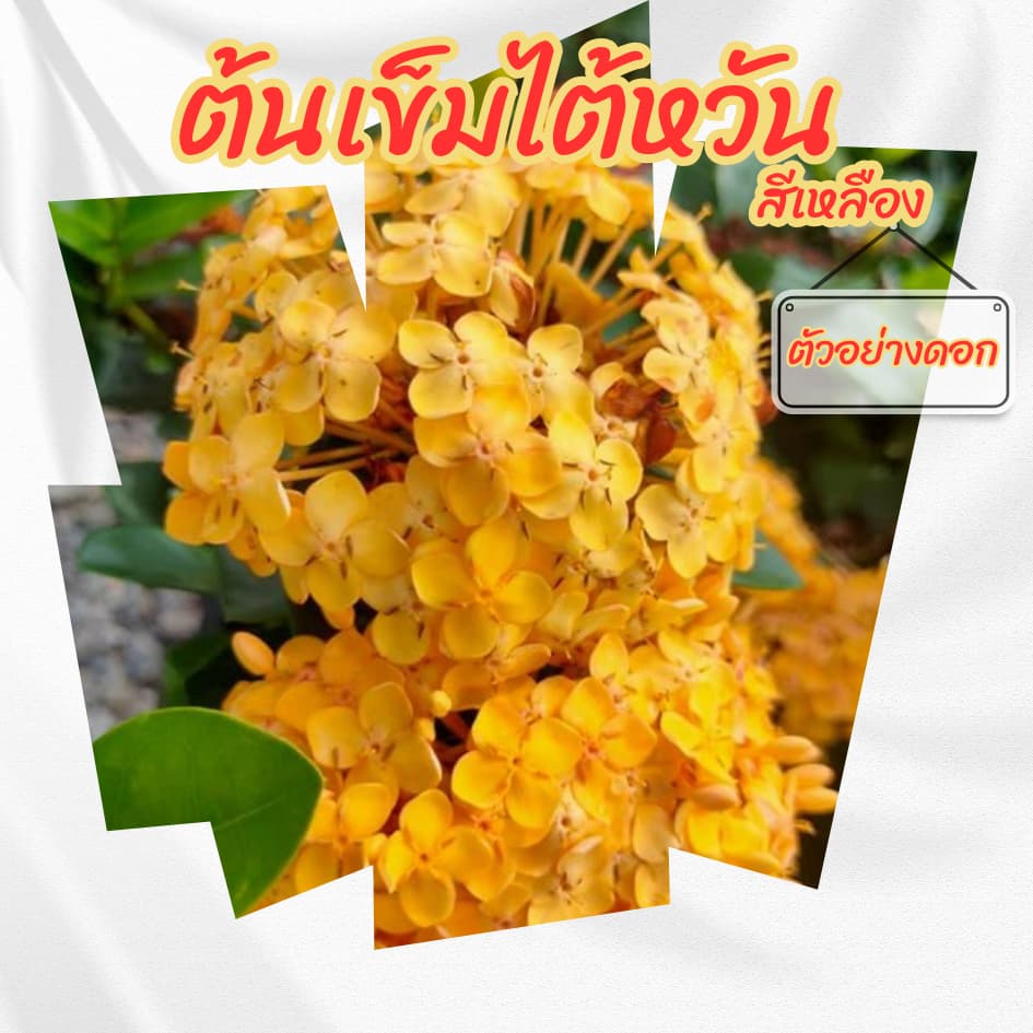 ต้นเข็มไต้หวันดอกสีเหลือง กระถาง 6 นิ้ว ออกดอกตลอดทั้งปี ดอกทนไม่ร่วงง่าย รูปที่ 5