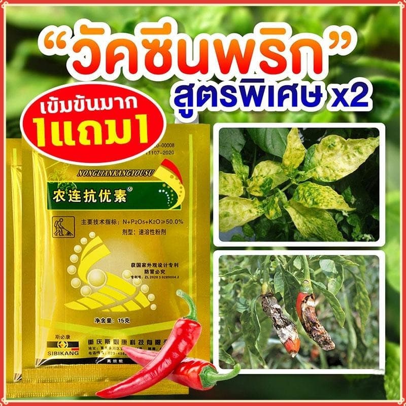 วัคซีนพืชสามารถป้องกันโรคพริกเน่า โรคกุ้งแห้ง โรคผลเน่า โรครากเน่า โรคใบม้วน โรคใบเหลือง โรคพริก และโรคเชื้อร