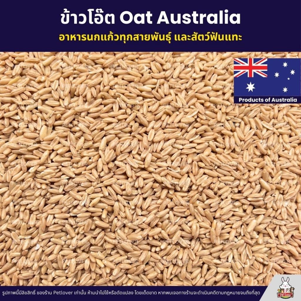 ข้าวโอ๊ต Oat Australia เกรด A ข้าวโอ็ต อาหารนกแก้ว และสัตว์ฟันแทะ สะอาด ร่อนฝุ่นทุกถุง รูปที่ 2