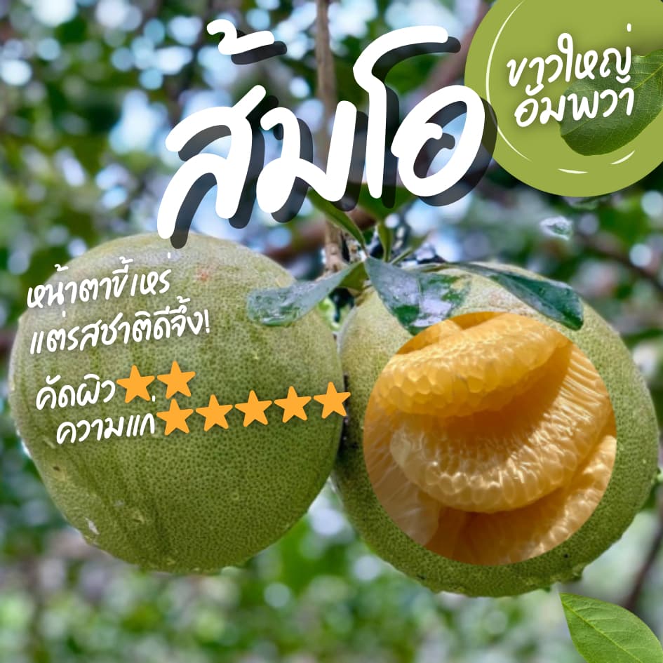 [หน้าตาขี้เหร่ แต่รสชาติดีจึ้ง!] ส้มโอขาวใหญ่อัมพวาแท้ ส่งตรงจากสวน ขายเอง - คละไซส์