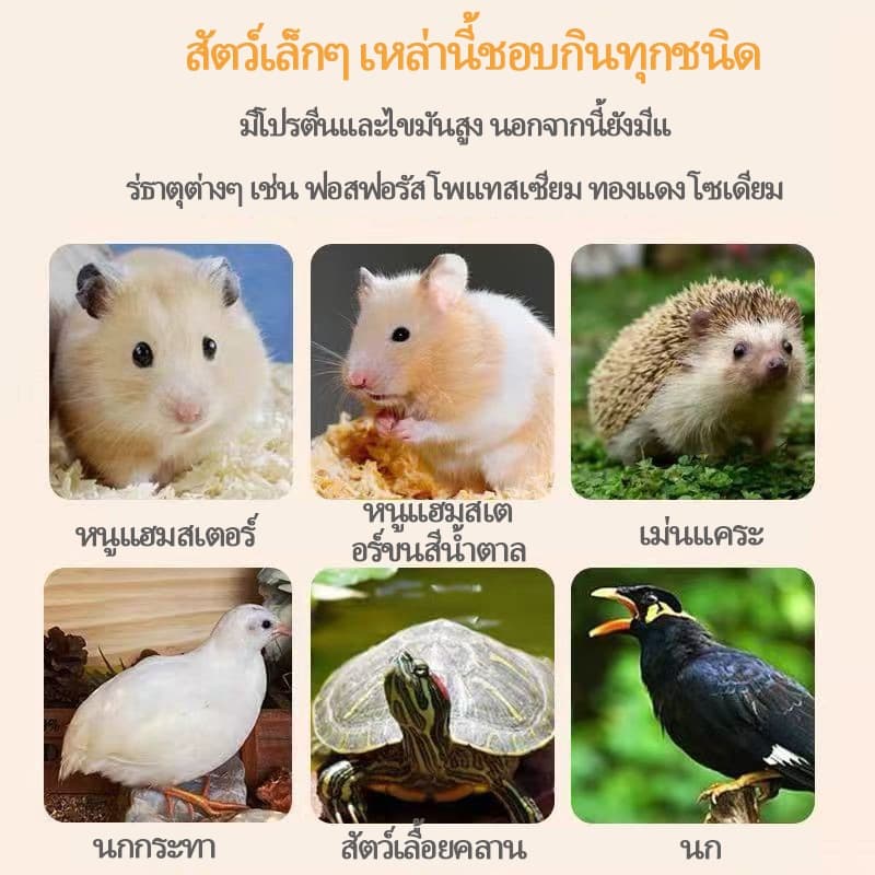 PETLUSCI® หนอนนกอบแห้ง 1300ML หนอนอาหาร หนอนอบแห้ง อาหารหนูแฮมเตอร์ hamster โปรตีนสูง อาหารนก เต่า รูปที่ 9