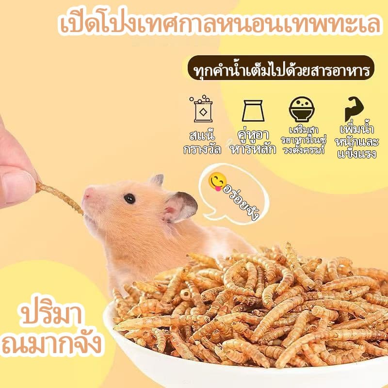 PETLUSCI® หนอนนกอบแห้ง 1300ML หนอนอาหาร หนอนอบแห้ง อาหารหนูแฮมเตอร์ hamster โปรตีนสูง อาหารนก เต่า รูปที่ 2