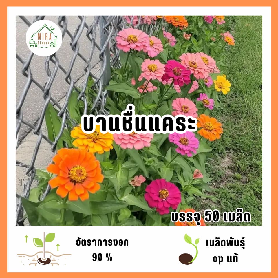 เมล็ดพันธุ์ดอกบานชื่นแคระ 50 เมล็ด รูปที่ 1