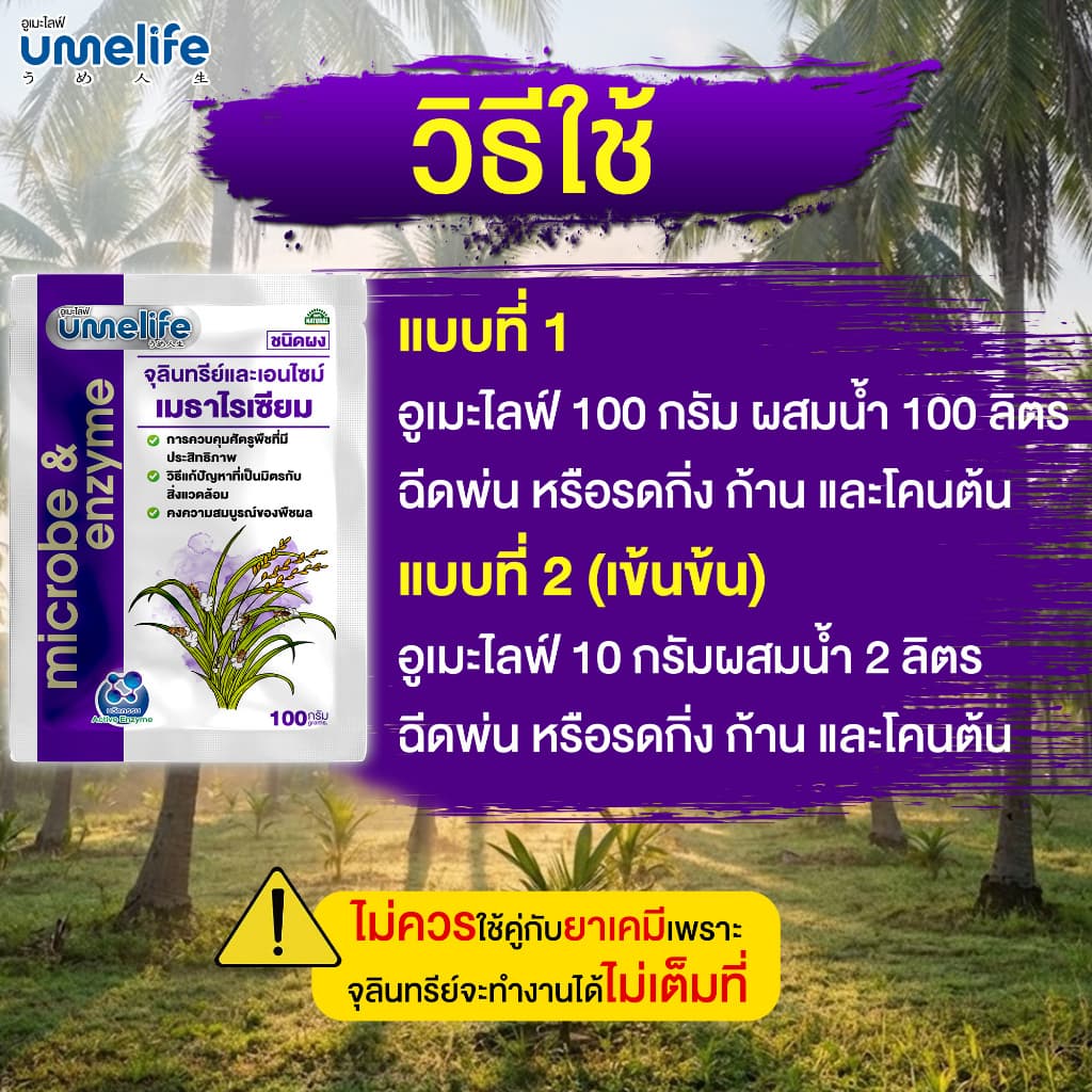 อูเมะไลฟ์ เมธาไรเซียม 100 กรัม กำจัดด้วง ตัวอ่อนด้วง กำจัดปลวก กำจัดแมลงใต้ดิน ช่วยให้ต้นไม้สมบูรณ์ รูปที่ 3