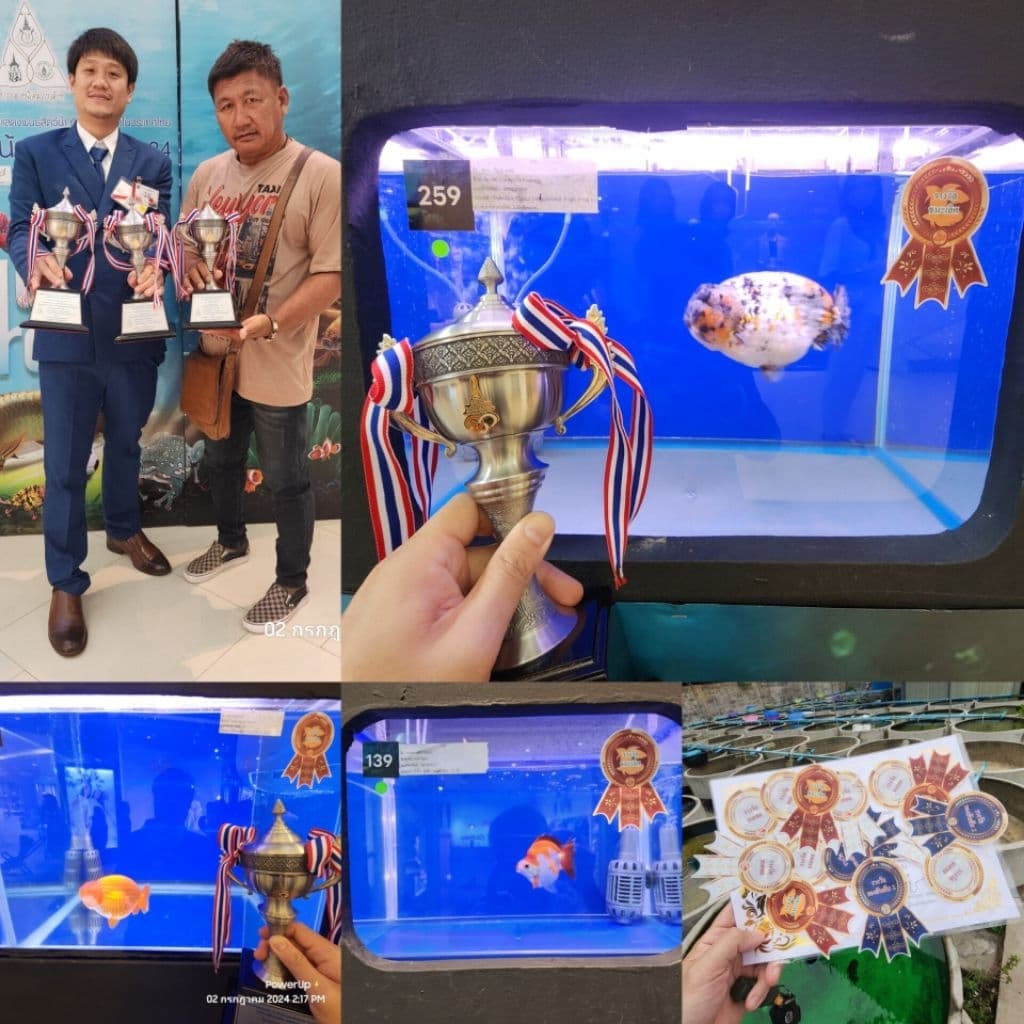 อาหารปลาทอง PowerUp เม็ดจม เร่งสี / เร่งโต เร่งสีโทนดำ ขับลม ครบจบในซองเดียว รูปที่ 9