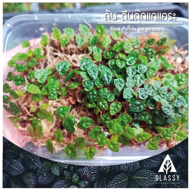 กิ่งตัดสด ต้นตีนตุ๊กแกแคระ Ficus Pumila var.minima ต้นไม้ตกแต่งTerrarium สวนตู้ชื้น รูปที่ 2